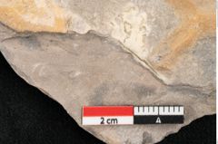 Foto (Detailansicht) von Palaeocassia lanceolata Ettingshausen (NHMW-GEO-2024-0188-10601)